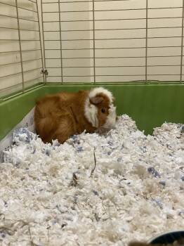 Rescue Guinea Pig Guinea Pigs for Adoption in Fall River, Massachusetts - Pinhead | PetCurious